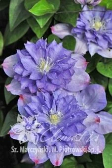 Clematis Blue Explosion