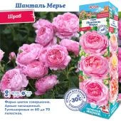 Роза Шанталь Мерье шраб (Сиб сад)