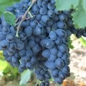 Виноград плодовый Аттика (ПОИСК)