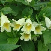 Вейгела Миддендорфа (ПОИСК)