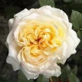 Роза Май герл Чайно-гибридная (Садовита)