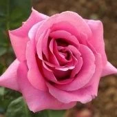 Роза Эминенс чайно-гибридная (Сербия Империя роз)
