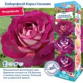Роза Хадерсфилд Корал Сосаети флорибунда (Сиб сад)