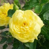 Роза Инка флорибунда (Садовита)