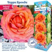 Роза Черри Бренди чайно-гибридная (Сиб сад)