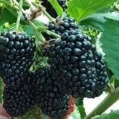 Ежевика Прайм Арк Фридом (ПОИСК)