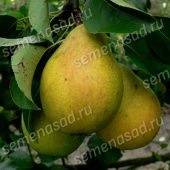 Груша Красавица Черненко (Русская красавица) (в коробке) (ПОИСК)