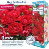 Роза Кер де Вандэе флорибунда (Сиб сад)