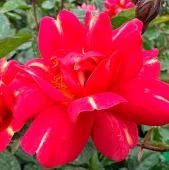 Роза Арт Нуво флорибунда (Золотая сотка Алтая)