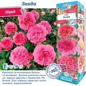 Роза Заида шраб (Сиб сад)