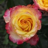 Роза Восточный экспресс Чайно-гибридная (Садовита)