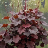 Гейхера гибридная Ред Рекс (ПОИСК)