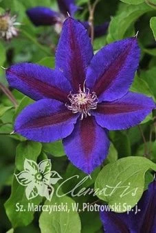 Clematis Wildfire 1