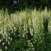 Аконит клобучковый Альбум 1шт (ПОИСК)