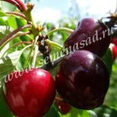 Вишня Эффектная (дюк) (ПОИСК)