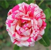 Роза Папагено флорибунда (Сиберика)