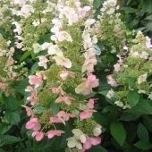 Гортензия метельчатая Кьюшу Серия Северный Сад (ПОИСК)