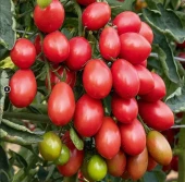 Томат Финик Розовый F1 Вкуснятина 5шт (НК)