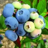 Голубика высокорослая Спартан  (ПОИСК)