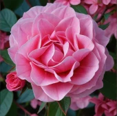 Роза Ай эм Грейтфул Флорибунда (Садовита)