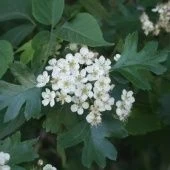 Боярышник однопестичный Моногина (ПОИСК)