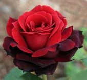 Роза Норита чайно-гибридная (Золотая сотка Алтая)