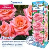 Роза Сильвия чайно-гибридная (Сиб сад)