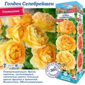 Роза Голден Селебрейшен английская (Сиб сад)