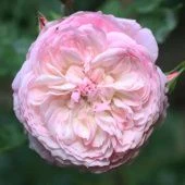 Роза Констанс Шраб (Английская) (Садовита)