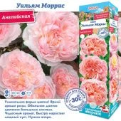 Роза Уильямс Морис английская (Сиб сад)