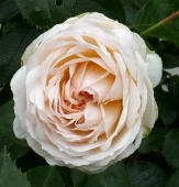 Роза Стефани Баронин Цу Гуттенберг Флорибунда (Садовита)