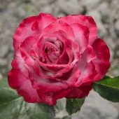 Роза Дип перпл Чайно-гибридная (Садовита)