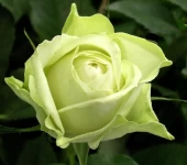 Роза Грин Даймонд миниатюрная (Золотая сотка Алтая)