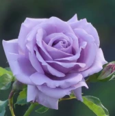 Роза Голубой Нил чайно-гибридная (Татарстан Розариум)