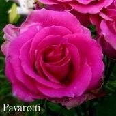 Роза Паваротти чайно-гибридная (Сербия Империя роз)