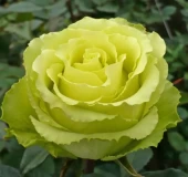 Роза Лимбо чайно-гибридная (Золотая сотка Алтая)