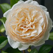 Роза Клэр Остин Плетистая (Садовита)