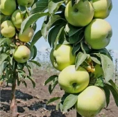 Яблоня колонновидная Зеленый Шум (в коробке) (ПОИСК)