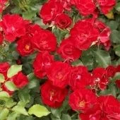 Роза Рубидо почвопокровная (Сербия Империя роз)