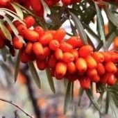 Облепиха Джемовая (ПОИСК)