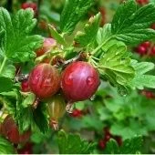 Крыжовник Конфетный (ПОИСК)