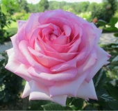 Роза Ева Руджиери чайно-гибридная (Татарстан Розариум)