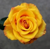 Роза Магнат чайно-гибридная (Золотая сотка Алтая)