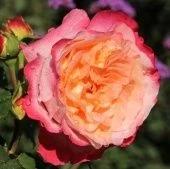 Роза Аугуста Луиза чайно-гибридная (Золотая сотка Алтая)