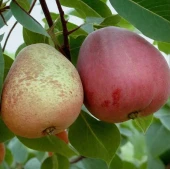 Груша Духмяная (в коробке) (ПОИСК)