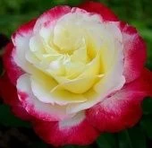 Роза Дабл Делайт чайно-гибридная (Золотая сотка Алтая)