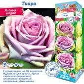 Роза Тиара чайно-гибридная (Сиб сад)