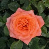 Роза Эмильен Гийо Шраб (Садовита)