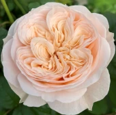 Роза Парадиз чайно-гибридная (Сиб сад)