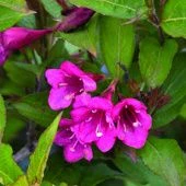 Вейгела Бристол Руби (ПОИСК)